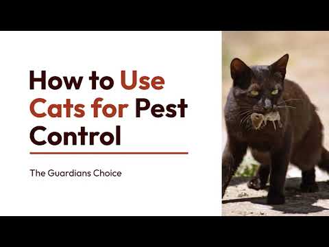 YouTube video about: What to do with cats during pest control?