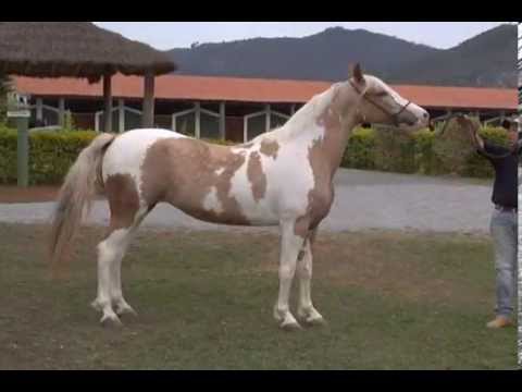 HARAS E RAÇAS - HARAS GARDEN (QUARTA-FEIRA)