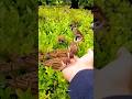 Gauraiya Chidiya Kyon Vilupt Ho Rahi Hai Shortsfeed Shortvideo Shorts