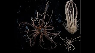 20-Armed Sea Monster Discovered in Antarctic Waters