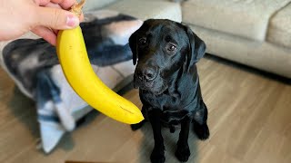 Labrador Eats A Banana For The First Time!!