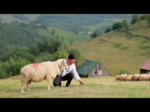 Dorel Savu  si Ghita ciobanu La poiana si la jina