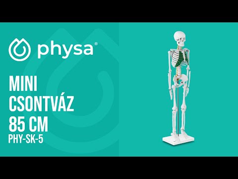 Videó - Mini csontváz 85 cm