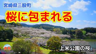 【宮崎県三股町観光】桜に包まれる公園｜上米公園で感じる春のひととき🌸　宮崎旅行　宮崎散歩