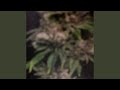FREE DEM SINNERS (feat. 700Gen5 & YvngHoppout)