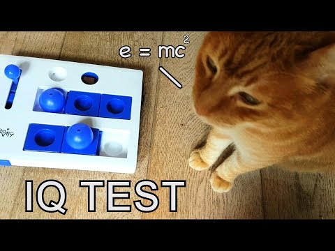 Alvi cat : testing his IQ