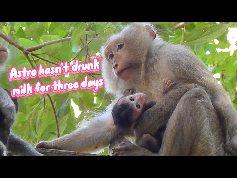 For three days, Astro was cared for by Bonita and was not given any milk