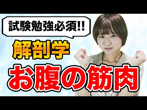 医学科 【解剖学】これで試験突破!!解剖学のお腹の筋肉について