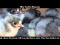 Video: Blue Cochin Bantam Baby Chicks