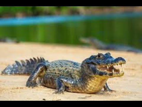 Sertão Alagoano - Jacaré dos Homens