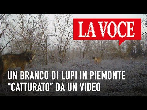 Un branco di lupi in Piemonte “catturato” da un video #giornalelavoce, #lavoce, #lupi, #piemonte