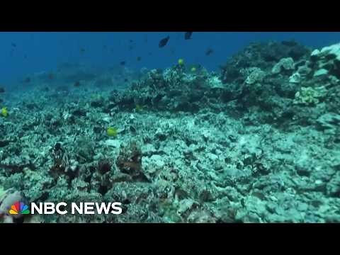 How an insurance policy is saving coral reefs in Hawaii