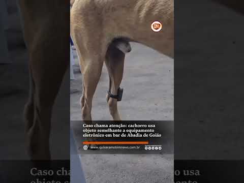 Cachorro usa objeto semelhante a equipamento  em bar de Abadia de Goiás