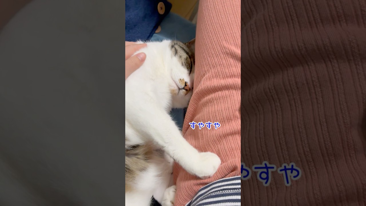 元気に遊んで甘えながら眠るうずぽん #cat #猫 #shorts
