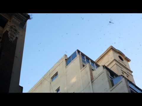 Invasión de libélulas en bs.as.capital