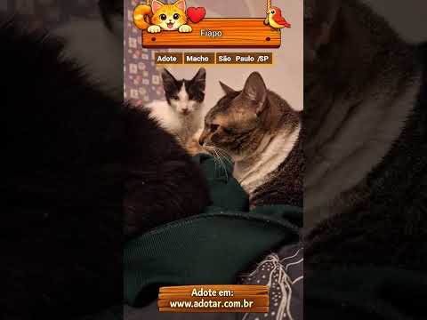 Vídeo de Fiapo