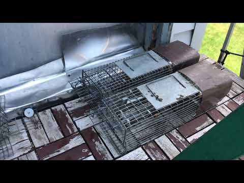 Squirrel Set Up in Iselin, NJ