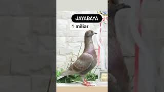 Download lagu TUJUH MERPATI MAHAL DI INDONESIA #shorts mp3