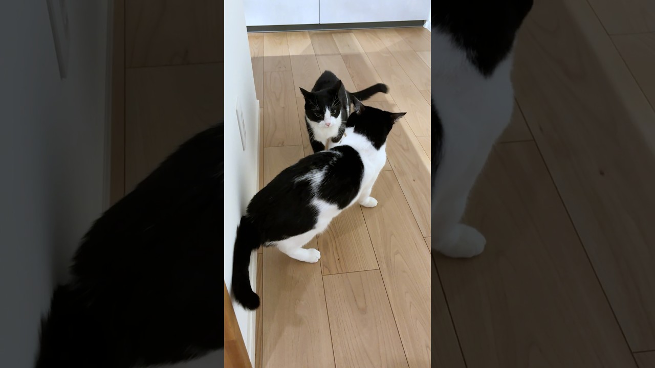 やんのか（やらない） #猫 #cat #かわいい