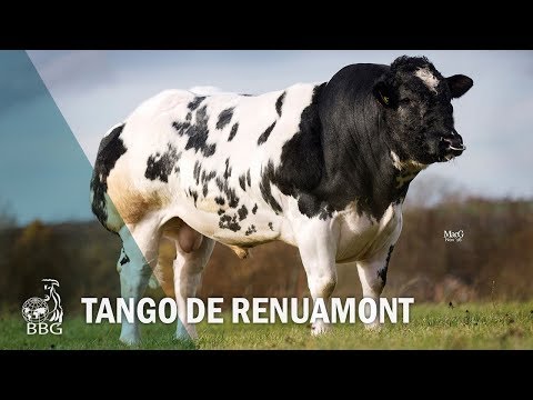 Tango de Renuamont