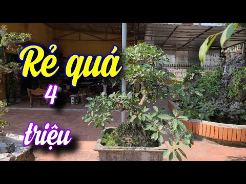 SH.6732. Báo giá cây Sung 4 triệu đồng chơi hay quá. Đth liên hệ 0974.597.409.
