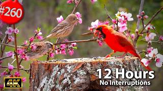 12 Hrs Best of Relaxing TV for Cats π» Uninterrupted Birds π¦ Peach Blossom Cat TV @LensMyth