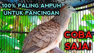 Download lagu PANCINGAN PERKUTUT BANGKOK GACOR PALING AMPUH 100% PASTI NYAUT! COBA SAJA mp3 Download lagu PANCINGAN PERKUTUT BANGKOK GACOR PALING AMPUH 100% PASTI NYAUT! COBA SAJA mp3