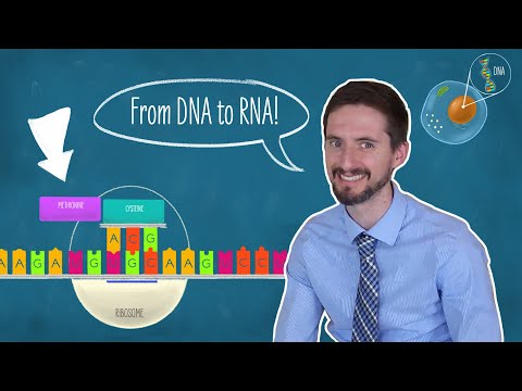 Clint Explains Transcription and Translation