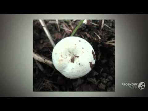 Lactarius piperatus - fungi kingdom