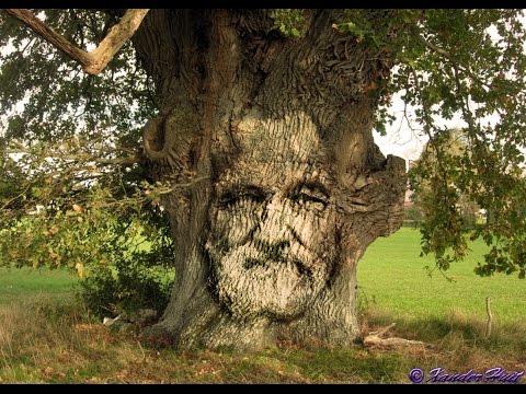 comment colorier un tronc d'arbre