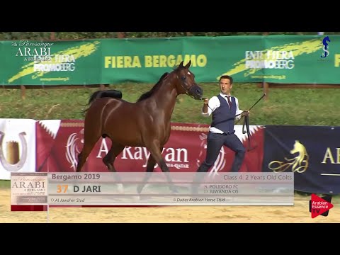 D Jari SILVER at Int Ecaho B Show and Egyptian Event Purosangue Arabi 2019   Bergamo - JCC