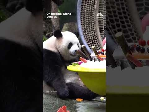 Giant pandas eat special cake to celebrate 7th birthday