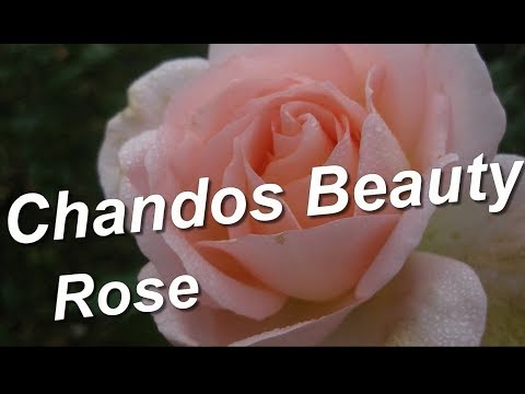 download lagu mp3 mp4 Morten Korch Rose, download lagu Morten Korch Rose gratis, unduh video klip Morten Korch Rose