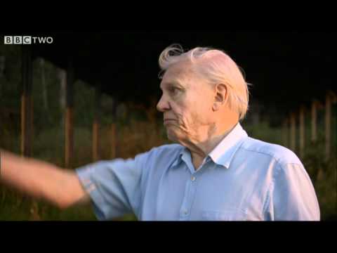 Attenborough and the Giant Egg