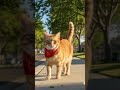 Your Cat Runs The Streets Like A Boss