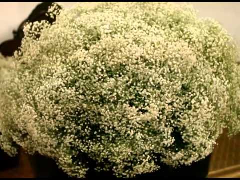 Programa Neusa Bighetti exibido no dia 12/10/2014 - Galeria da Flores