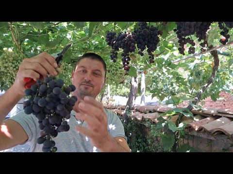 How to Grow and Prune Table Grapes on a Pergola - arbor. [Eng sub]