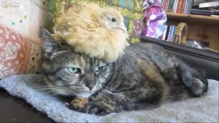 Коты и Петухи. О взаимоотношениях ! Всякое бывает. /Cats and Cocks