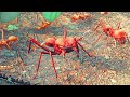 These New Leaf Cutter Ants Destroy Everything in Empires Of The Undergrowth
