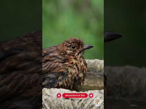 Eisfreie Vogeltränken im Winter: 3 sichere Methoden für deinen Garten