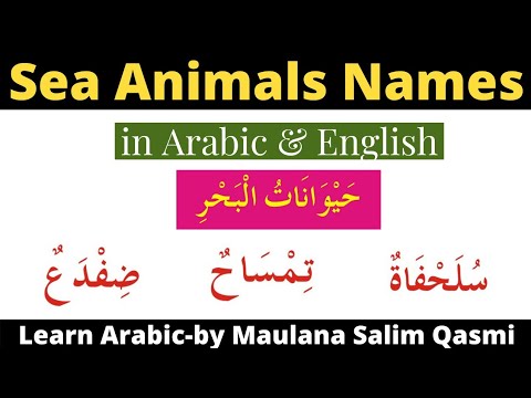 Name of sea Animals in Arabic. Learn sea Animals in Arabic. أسماء الحيوانات البحرية باللغة العربية