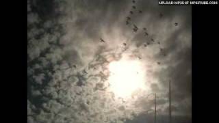 Dominique A - le courage des oiseaux