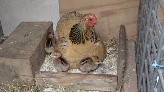 Kippenhok Kênh Video Giải Trí Dành Cho Thiếu Nhi Kidsclipnet