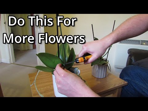 , title : 'How to get your Phalaenopsis orchids to flower again