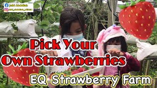 EQ STRAWBERRY FARM || PICK YOUR OWN STRAWBERRIES || FRESH STRAWBERRIES || CAMEROON HIGHLANDS