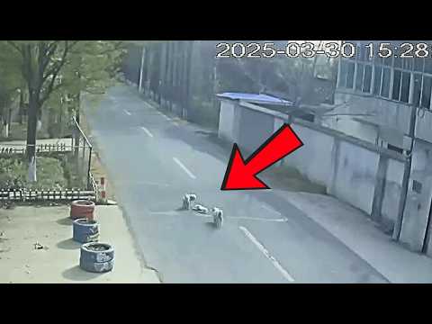 Two stray dogs refused to leave their injured friend, dragging them to safety through traffic.