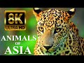 Animals Of Asia 8K Names And Real Sounds