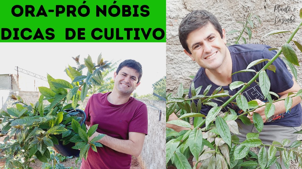 ORA-PRO-NÓBIS PARA QUE SERVE essa PLANTA e DICAS de CULTIVO para CUIDAR dela em CASA na horta e vaso