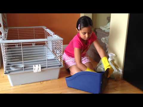 How To Clean Your Rabbit's Cage