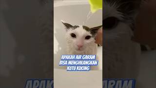Download lagu Apakah air garam bisa menghilangkan Kutu Kucing 🐈 mp3 Download lagu Apakah air garam bisa menghilangkan Kutu Kucing 🐈 mp3